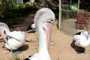 Pelicans at Adelaide Zoo - Captured at Adelaide Zoo, Adelaide SA Australia.