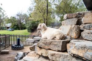 Goat at Adelaide Zoo - Captured at Adelaide Zoo, Adelaide SA Australia.