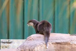 Otters at Adelaide Zoo - Captured at Adelaide Zoo, Adelaide SA Australia.
