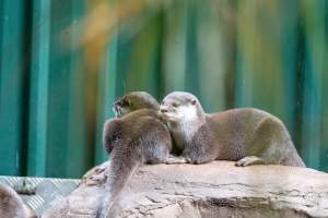 Otters at Adelaide Zoo - Captured at Adelaide Zoo, Adelaide SA Australia.