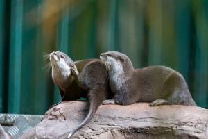 Otters at Adelaide Zoo - Captured at Adelaide Zoo, Adelaide SA Australia.