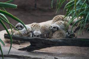 Meerkats at Adelaide Zoo - Captured at Adelaide Zoo, Adelaide SA Australia.