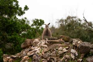 Rock wallaby at Adelaide Zoo - Captured at Adelaide Zoo, Adelaide SA Australia.