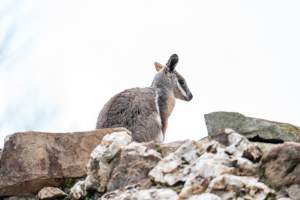 Rock wallaby at Adelaide Zoo - Captured at Adelaide Zoo, Adelaide SA Australia.