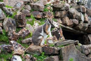 Adelaide Zoo - Captured at Adelaide Zoo, Adelaide SA Australia.