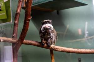 Emperor Tamarin at Adelaide Zoo - Captured at Adelaide Zoo, Adelaide SA Australia.