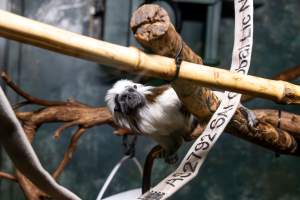 Cotton top tamarin at Adelaide Zoo - Captured at Adelaide Zoo, Adelaide SA Australia.