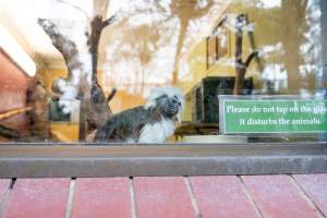 Cotton top tamarin behind glass at Adelaide Zoo - Captured at Adelaide Zoo, Adelaide SA Australia.