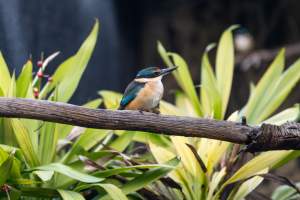 Kingfisher in aviary at Adelaide Zoo - Captured at Adelaide Zoo, Adelaide SA Australia.