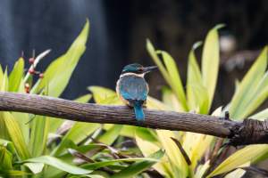 Kingfisher in aviary at Adelaide Zoo - Captured at Adelaide Zoo, Adelaide SA Australia.
