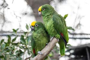 Swift parrots in aviary at Adelaide Zoo - Captured at Adelaide Zoo, Adelaide SA Australia.