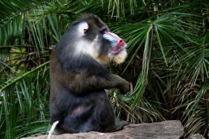 Mandrill at Adelaide Zoo - Captured at Adelaide Zoo, Adelaide SA Australia.