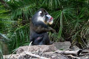 Mandrill at Adelaide Zoo - Captured at Adelaide Zoo, Adelaide SA Australia.