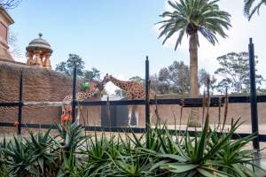 Giraffes at Adelaide Zoo - Captured at Adelaide Zoo, Adelaide SA Australia.