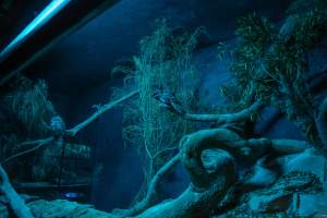 Owls at Adelaide Zoo - Captured at Adelaide Zoo, Adelaide SA Australia.