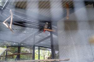 Birds in aviary at Adelaide Zoo - Captured at Adelaide Zoo, Adelaide SA Australia.