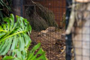 Fennec fox at Adelaide Zoo - Captured at Adelaide Zoo, Adelaide SA Australia.
