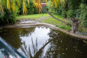 Alligator pond at Adelaide Zoo - Captured at Adelaide Zoo, Adelaide SA Australia.