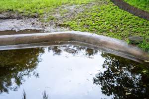 American Alligator at Adelaide Zoo - Captured at Adelaide Zoo, Adelaide SA Australia.