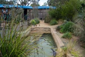 Little penguin enclosure at Adelaide Zoo - Captured at Adelaide Zoo, Adelaide SA Australia.