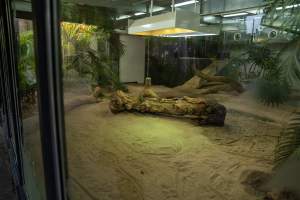 Komodo dragon at Adelaide Zoo - Captured at Adelaide Zoo, Adelaide SA Australia.