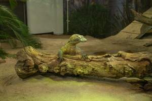 Komodo dragon at Adelaide Zoo - Captured at Adelaide Zoo, Adelaide SA Australia.