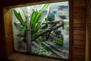 Iguana at Adelaide Zoo - Captured at Adelaide Zoo, Adelaide SA Australia.