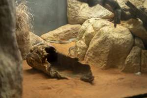 Snake in enclosure at Adelaide Zoo - Captured at Adelaide Zoo, Adelaide SA Australia.