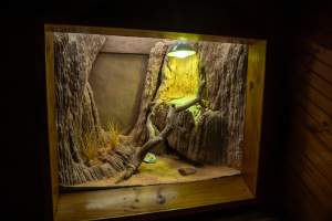 Lizard in enclosure at Adelaide Zoo - Captured at Adelaide Zoo, Adelaide SA Australia.