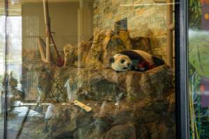 Giant Panda lying in enclosure at Adelaide Zoo - Captured at Adelaide Zoo, Adelaide SA Australia.