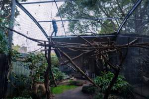 Birds in aviary at Adelaide Zoo - Captured at Adelaide Zoo, Adelaide SA Australia.