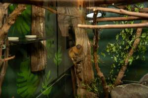 Golden Tamarin at Adelaide Zoo - Captured at Adelaide Zoo, Adelaide SA Australia.