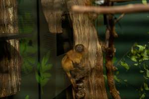 Golden Tamarin at Adelaide Zoo - Captured at Adelaide Zoo, Adelaide SA Australia.