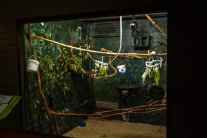 Tamarin enclosure at Adelaide Zoo - Captured at Adelaide Zoo, Adelaide SA Australia.
