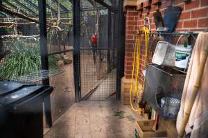 Parrots in aviary at Adelaide Zoo - Captured at Adelaide Zoo, Adelaide SA Australia.