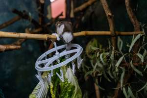 Cotton top tamarin at Adelaide Zoo - Captured at Adelaide Zoo, Adelaide SA Australia.