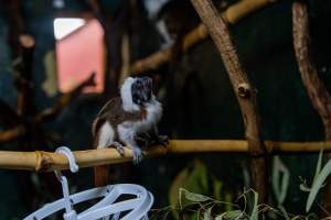 Cotton top tamarin at Adelaide Zoo - Captured at Adelaide Zoo, Adelaide SA Australia.