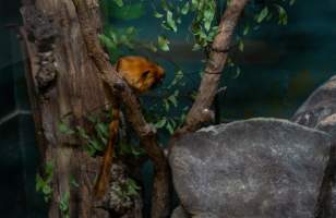Golden tamarin at Adelaide Zoo - Captured at Adelaide Zoo, Adelaide SA Australia.