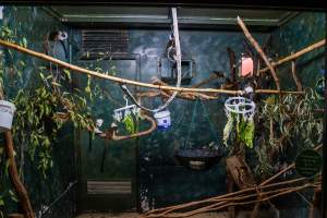 Tamarin enclosure at Adelaide Zoo - Captured at Adelaide Zoo, Adelaide SA Australia.