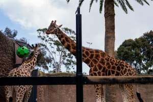 Giraffes at Adelaide Zoo - Captured at Adelaide Zoo, Adelaide SA Australia.