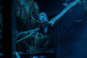 Owl at Adelaide Zoo - Captured at Adelaide Zoo, Adelaide SA Australia.