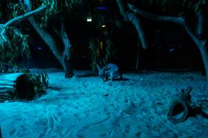 Bilby at Adelaide Zoo - Captured at Adelaide Zoo, Adelaide SA Australia.