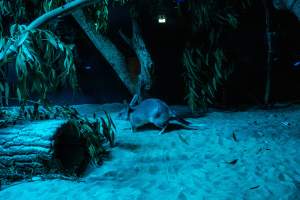 Bilby at Adelaide Zoo - Captured at Adelaide Zoo, Adelaide SA Australia.