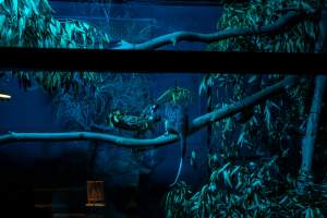 Possum at Adelaide Zoo - Captured at Adelaide Zoo, Adelaide SA Australia.