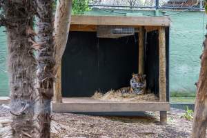 Tiger at Adelaide Zoo - Captured at Adelaide Zoo, Adelaide SA Australia.