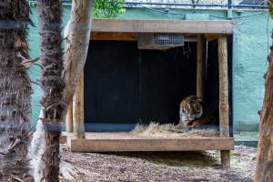Tiger at Adelaide Zoo - Captured at Adelaide Zoo, Adelaide SA Australia.