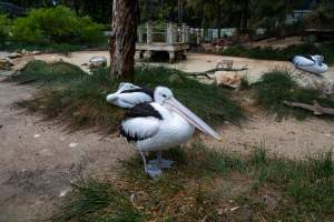Pelican at Adelaide Zoo - Captured at Adelaide Zoo, Adelaide SA Australia.