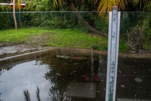 American Alligator at Adelaide Zoo - Captured at Adelaide Zoo, Adelaide SA Australia.