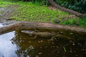 American Alligator at Adelaide Zoo - Captured at Adelaide Zoo, Adelaide SA Australia.