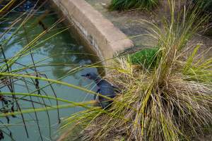 Little penguin enclosure at Adelaide Zoo - Captured at Adelaide Zoo, Adelaide SA Australia.